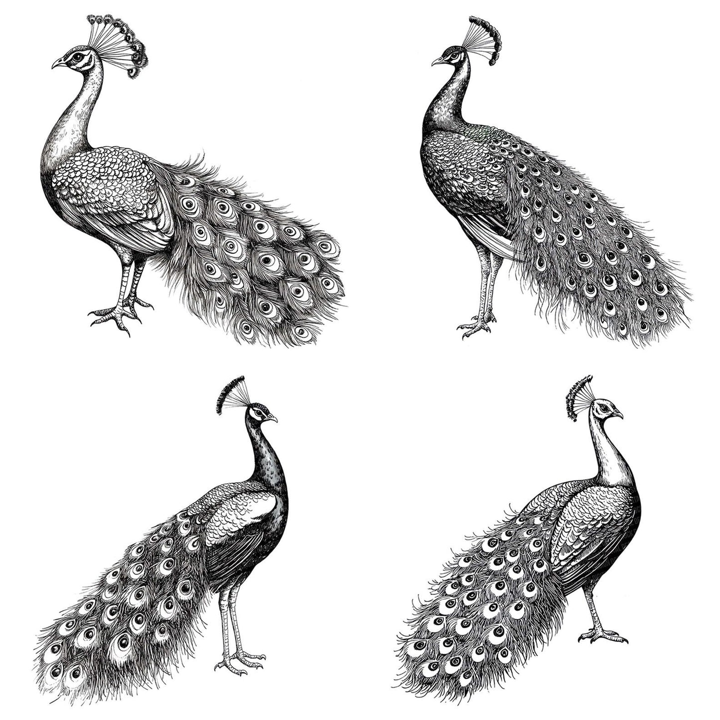 Peacock Pencil Sketch Clipart Set (DDD006278)