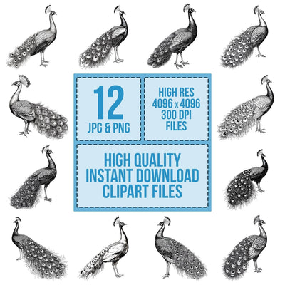 Peacock Pencil Sketch clipart set cover showing the designs and file details