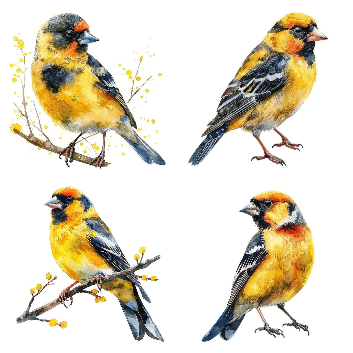 Small Goldfinch Clipart Set (DDD006585)
