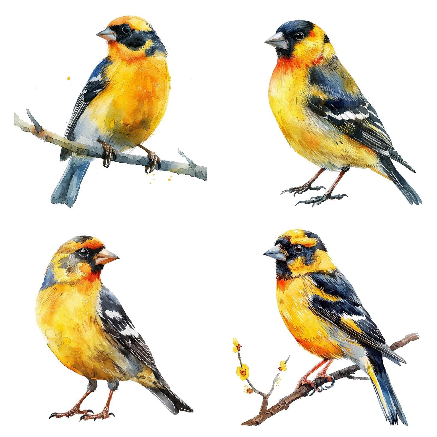 Small Goldfinch Clipart Set (DDD006585)