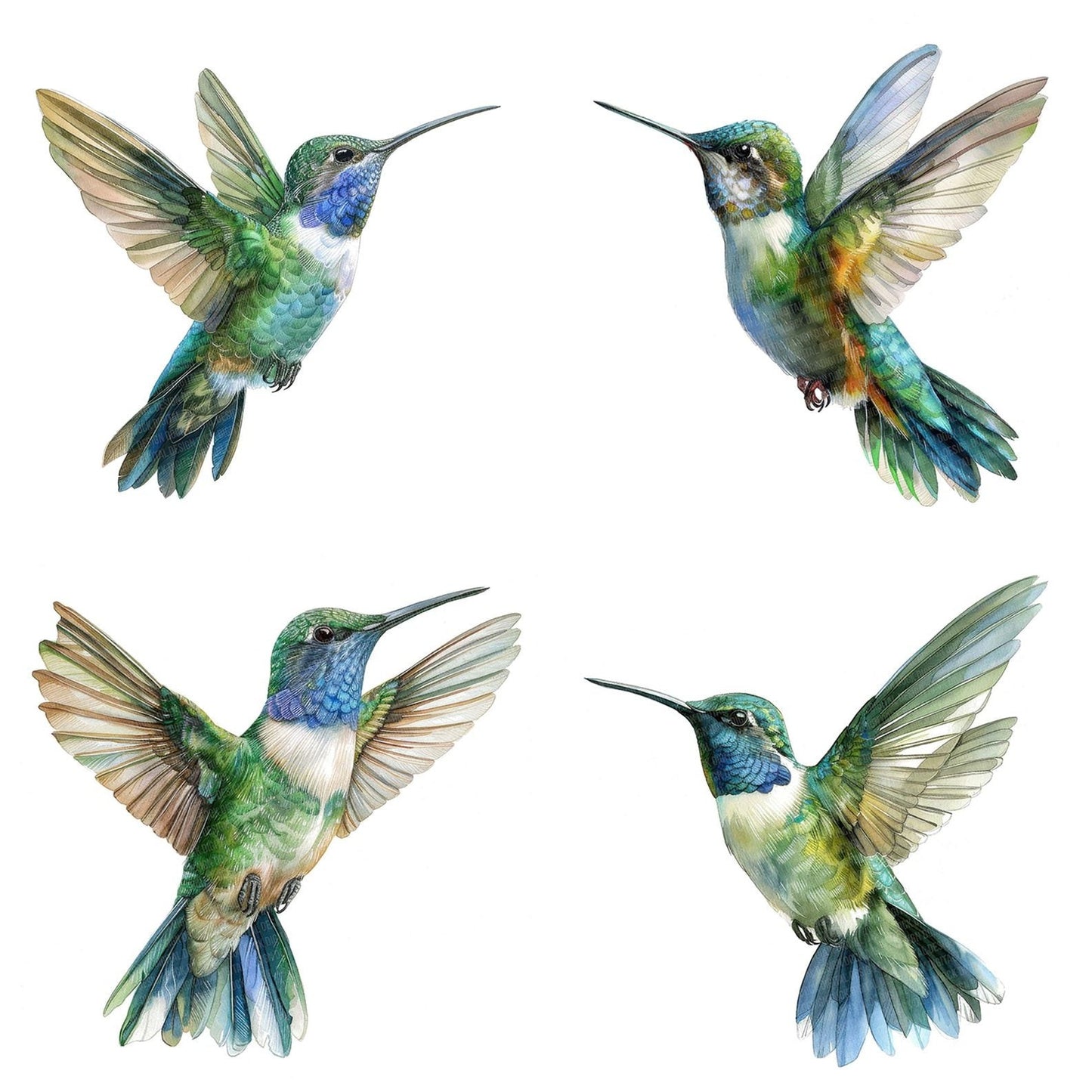 Small Hummingbird Clipart Set (DDD006586)