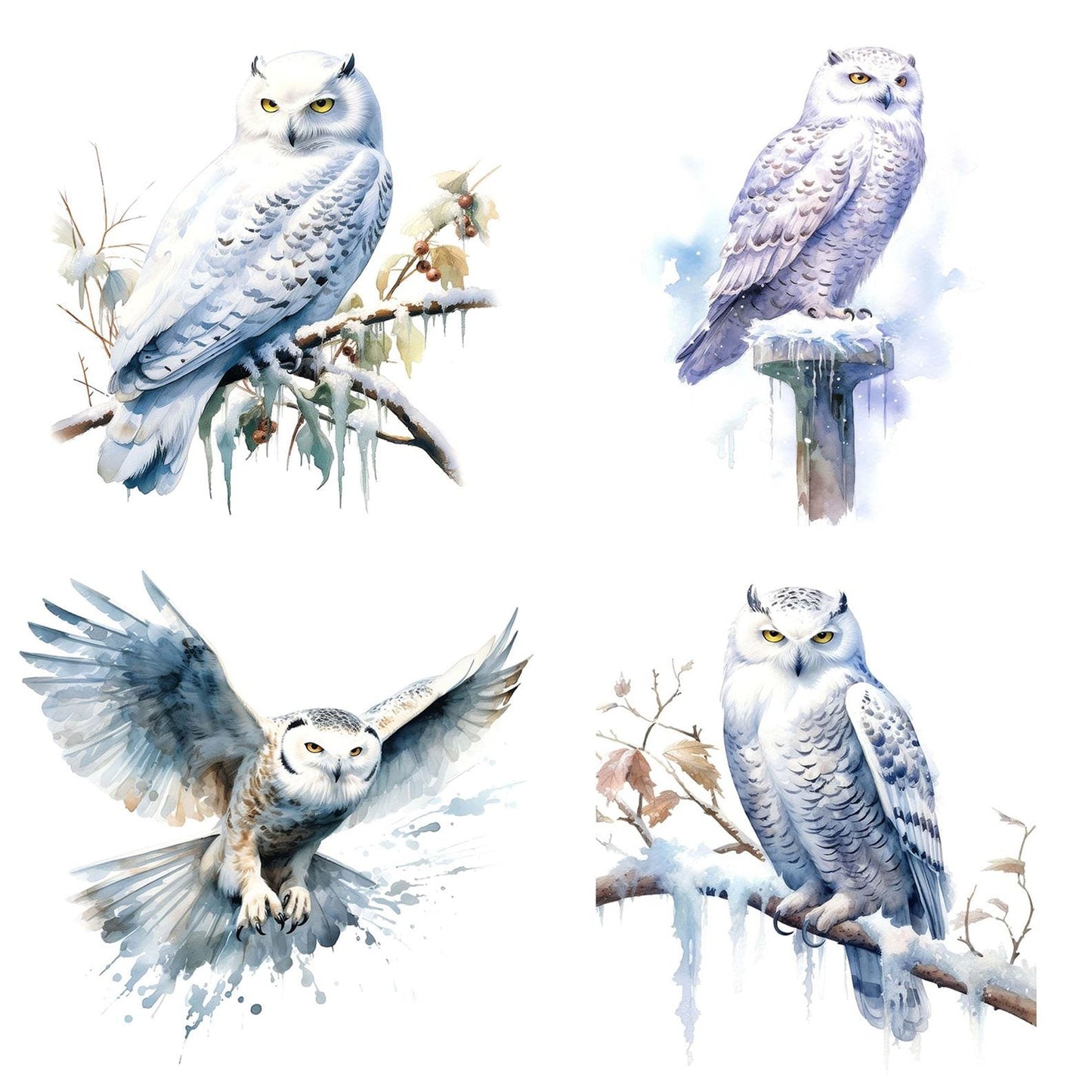 Snowy Owl Clipart Set (DDD006615)