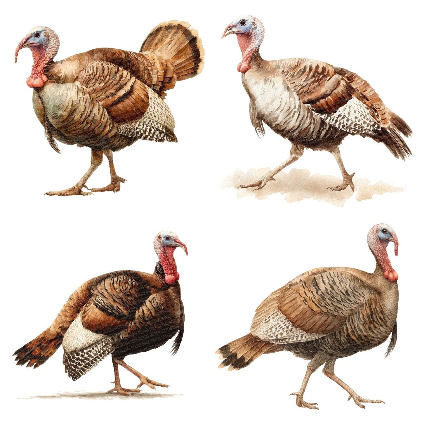 Turkey Walking Clipart Set (DDD006790)