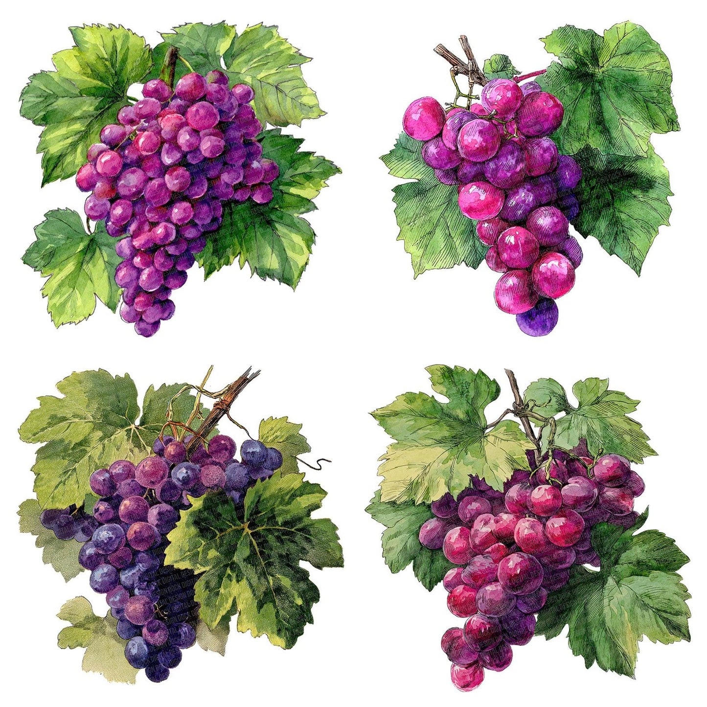 Vintage Grapes Clipart Set (DDD006876)