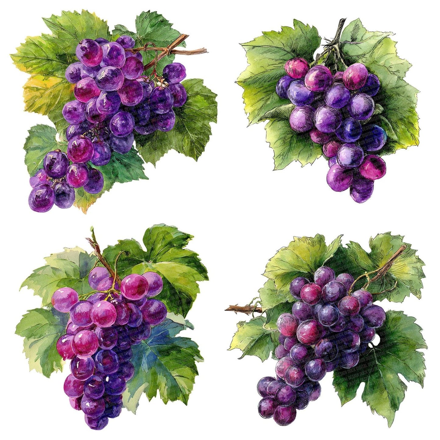 Vintage Grapes Clipart Set (DDD006876)