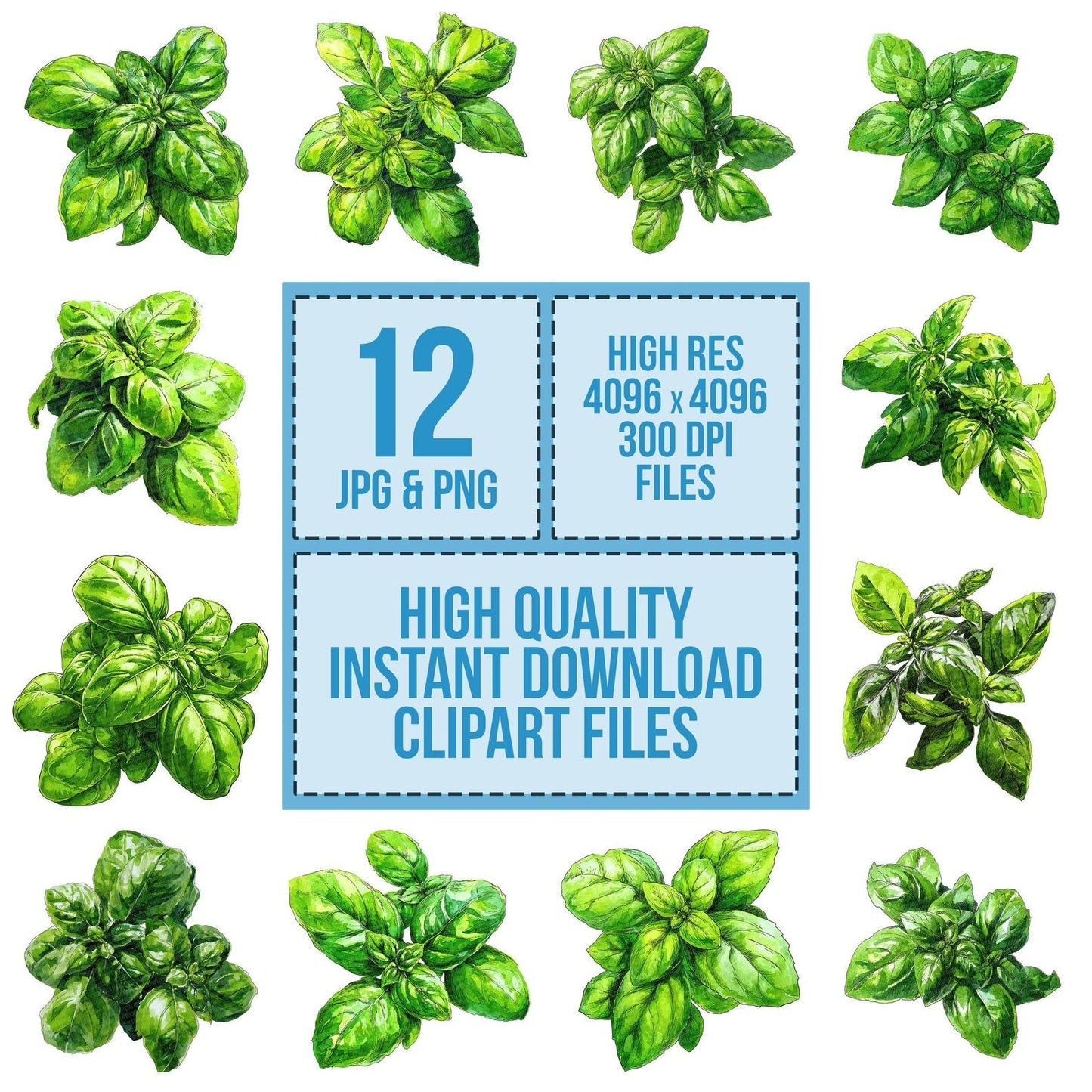 Watercolour Basil Leaves Clipart Set (DDD006977)
