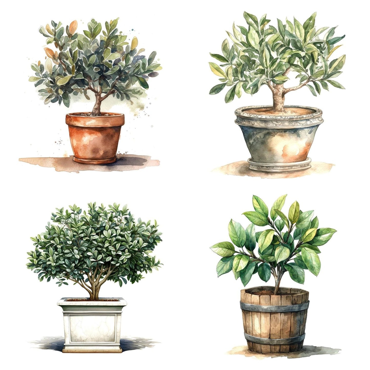 Watercolour Bay Tree Clipart Set (DDD006981)