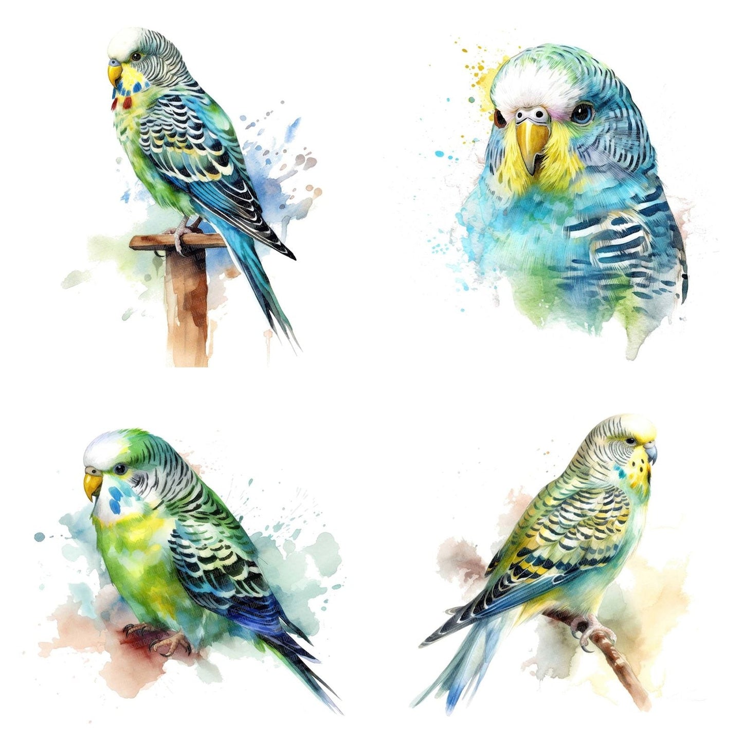 Watercolour Budgerigar Clipart Set (DDD007016)