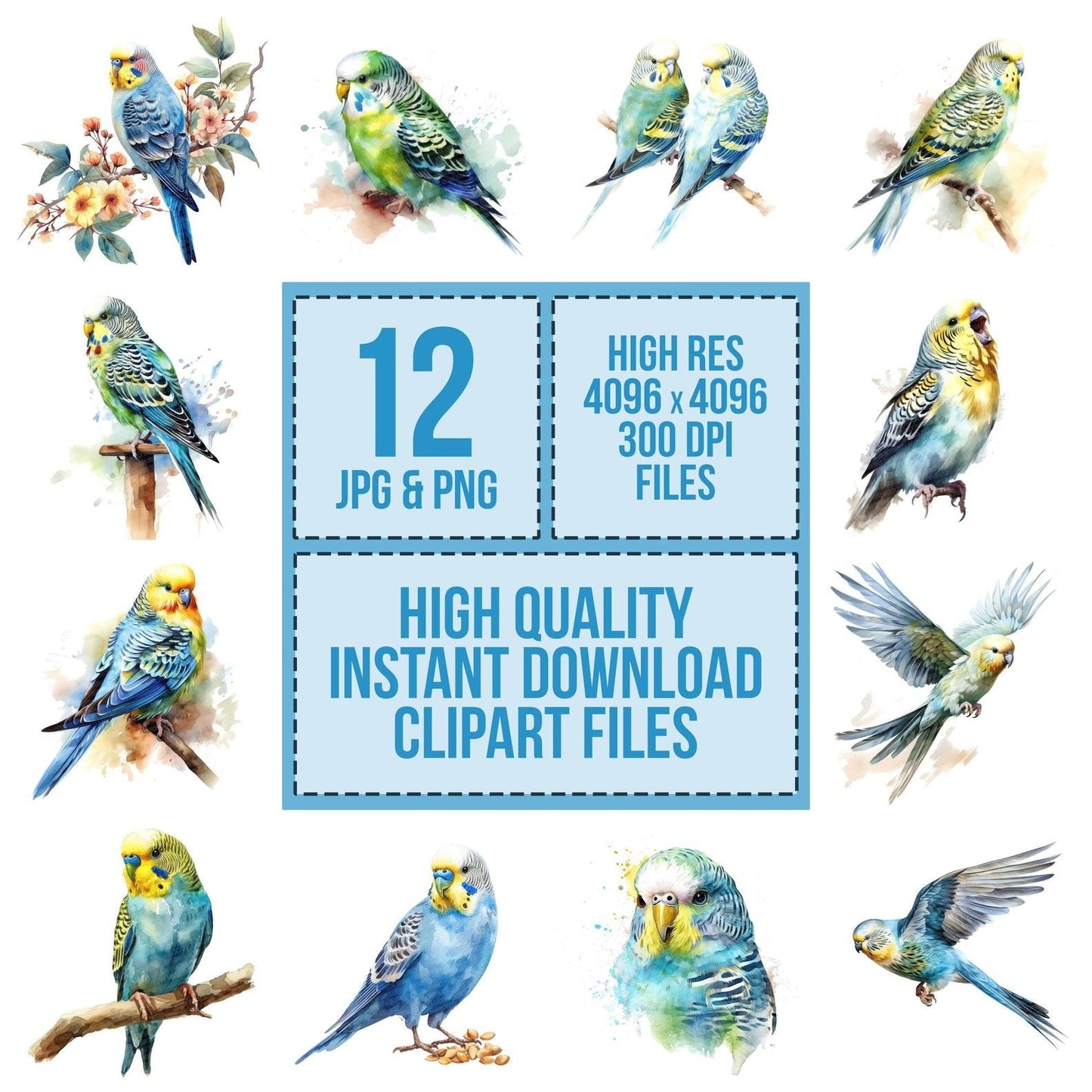 Watercolour Budgerigar Clipart Set (DDD007016)