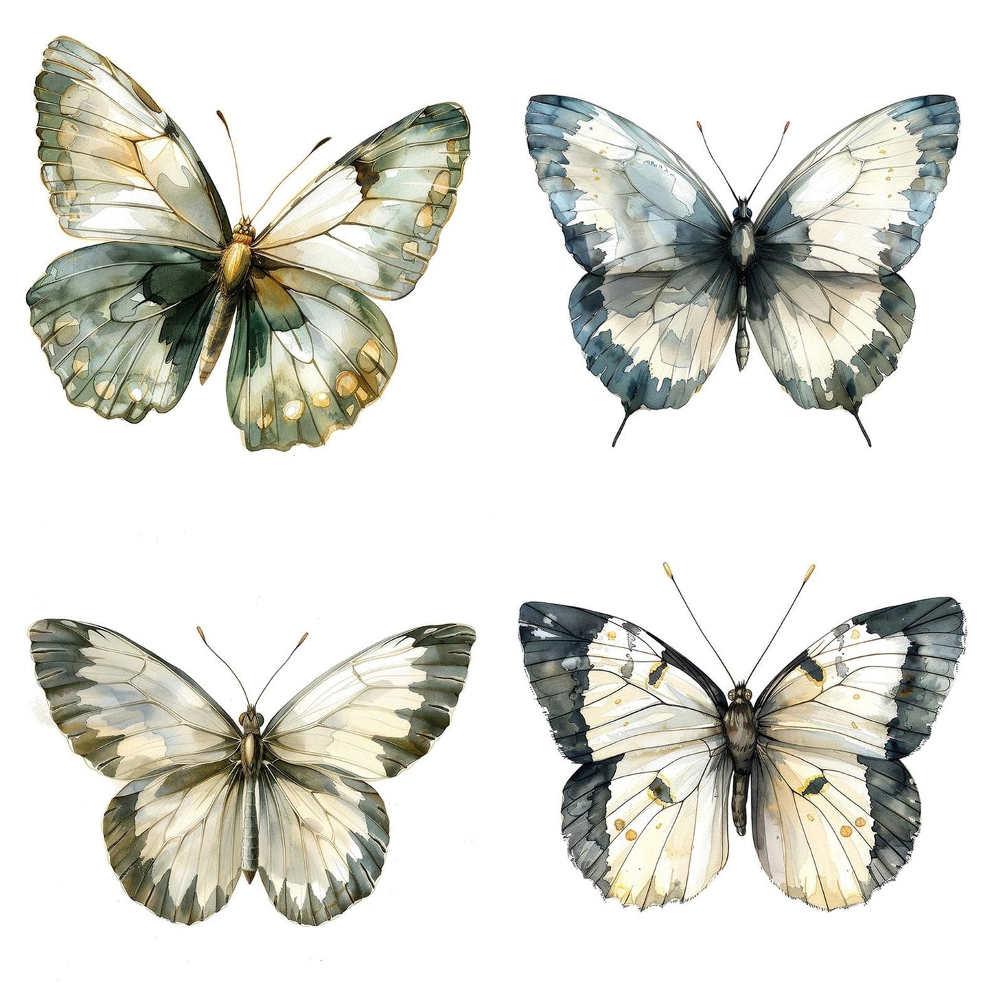 Watercolour Butterfly Glasswing Clipart Set (DDD007020)