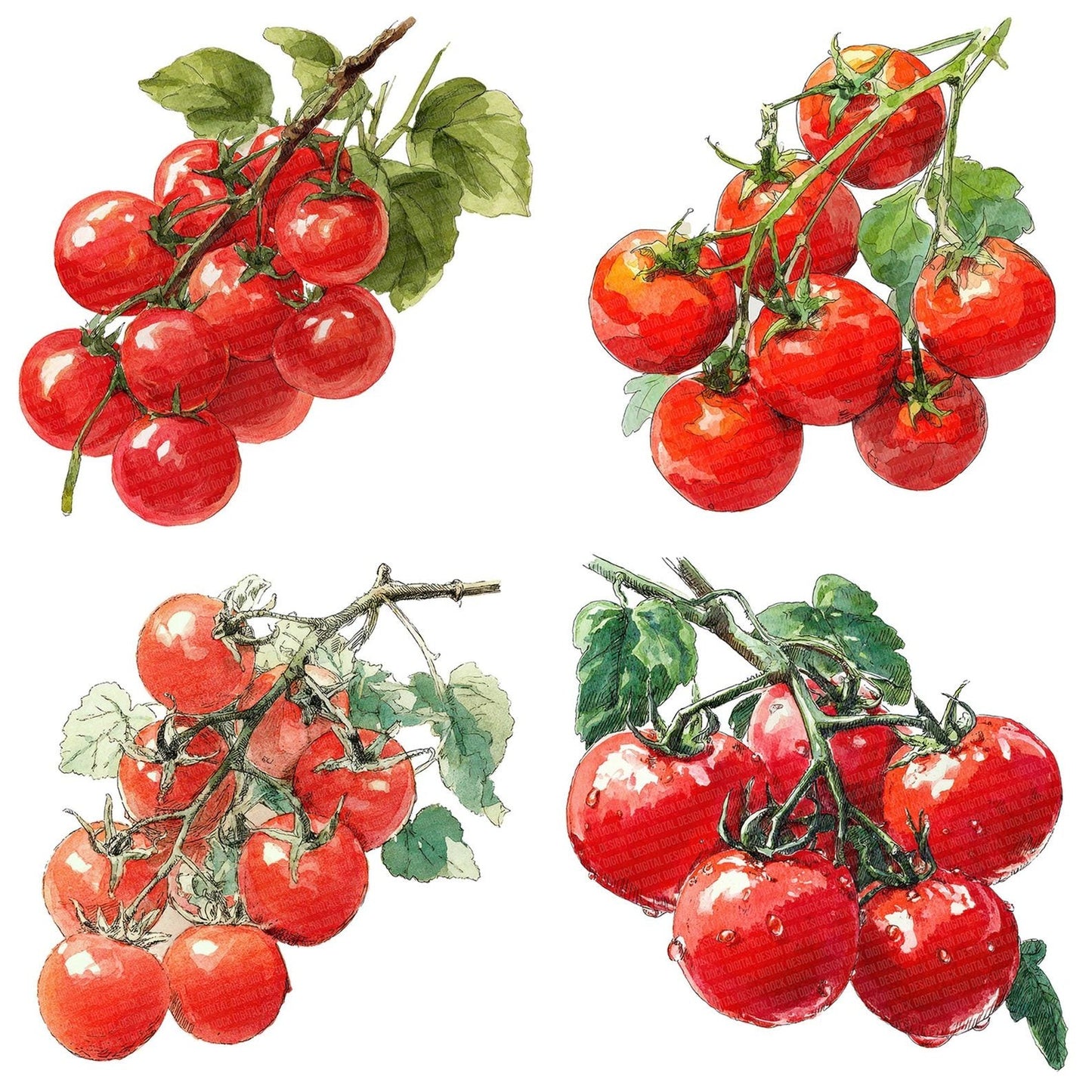 Watercolour Cherry Tomatoes Clipart Set (DDD007035)