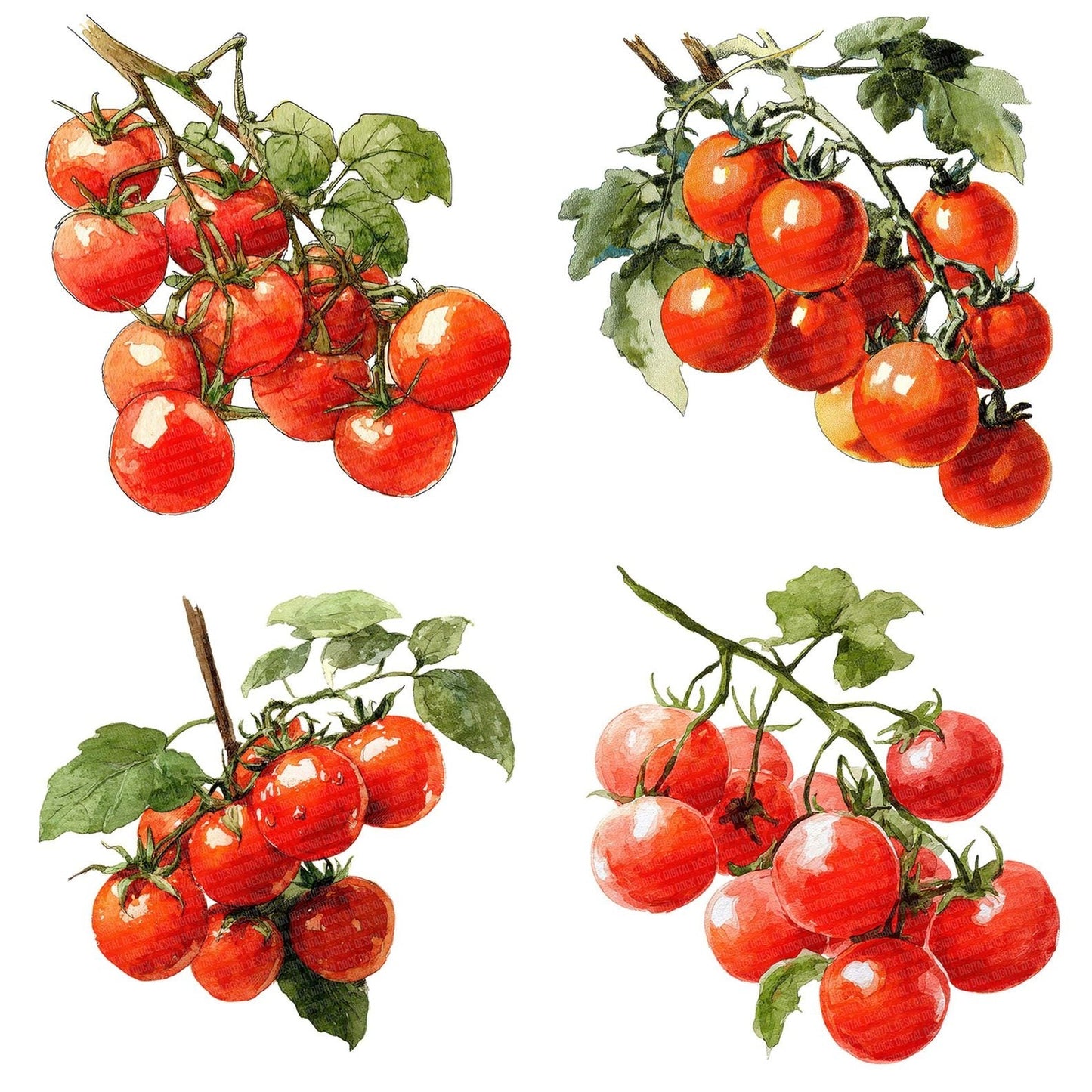 Watercolour Cherry Tomatoes Clipart Set (DDD007035)