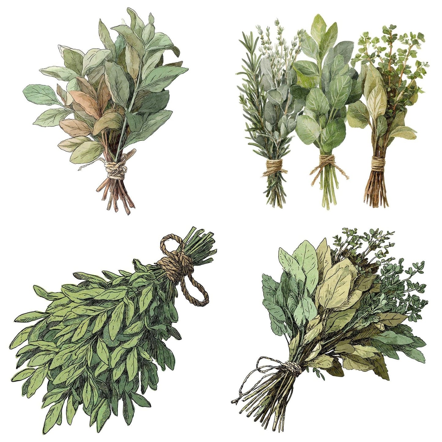 Watercolour Dried Herbs Clipart Set (DDD007098)