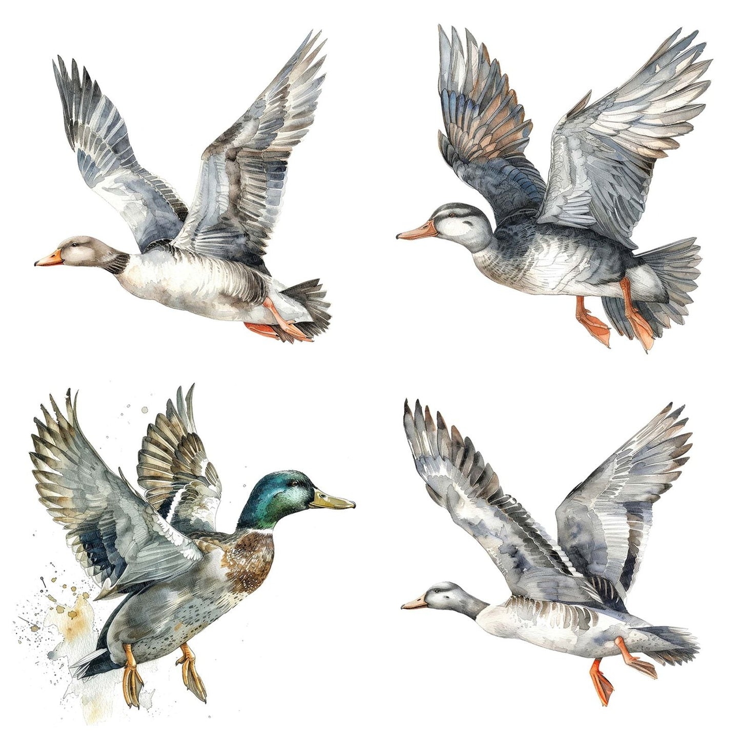 Watercolour Duck in Mid flight Clipart Set (DDD007099)