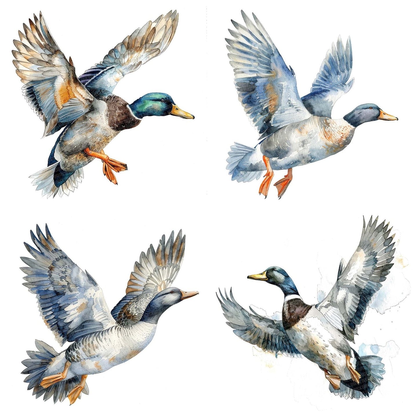 Watercolour Duck in Mid flight Clipart Set (DDD007099)