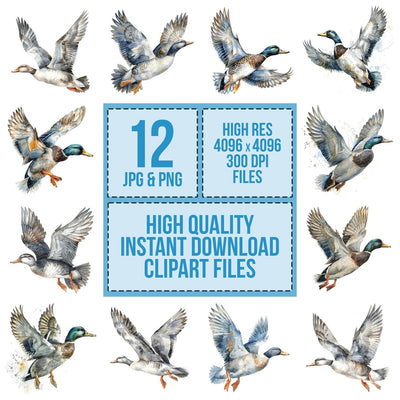 Watercolour Duck in Mid flight Clipart Set (DDD007099)