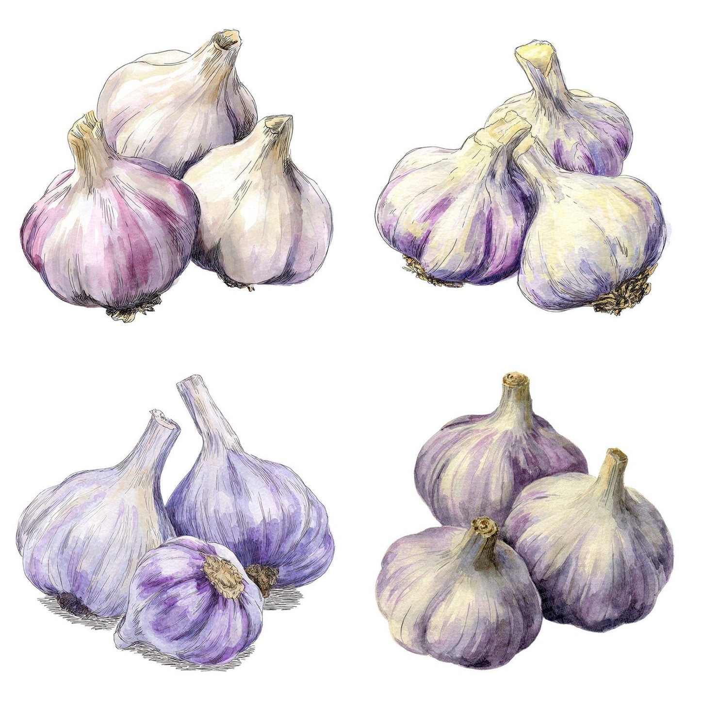 Watercolour Garlic Cloves Clipart Set (DDD007136)