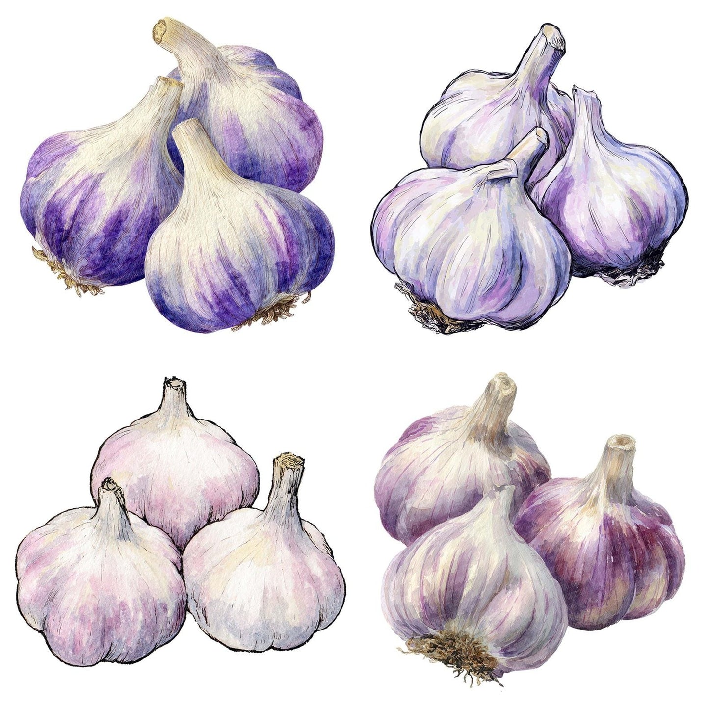 Watercolour Garlic Cloves Clipart Set (DDD007136)