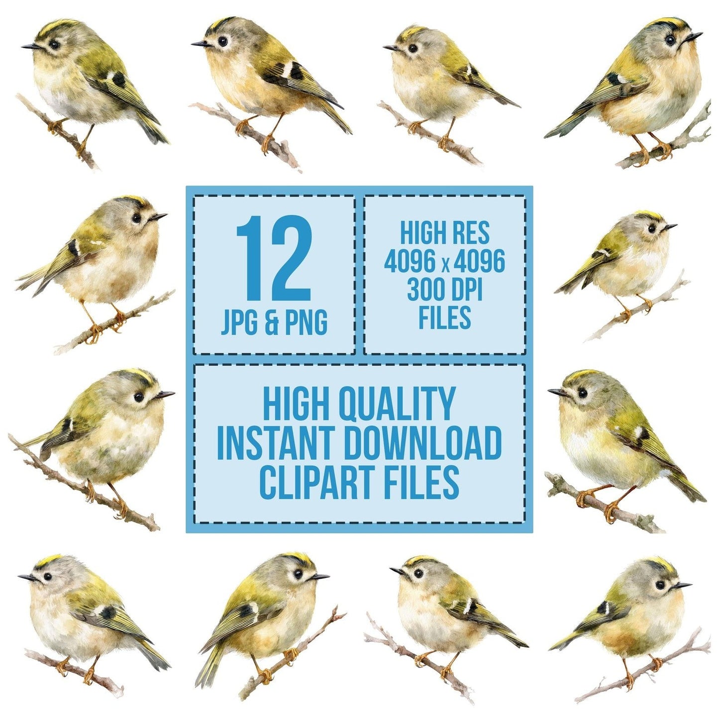 Watercolour Goldcrest Bird Clipart Set (DDD007144)