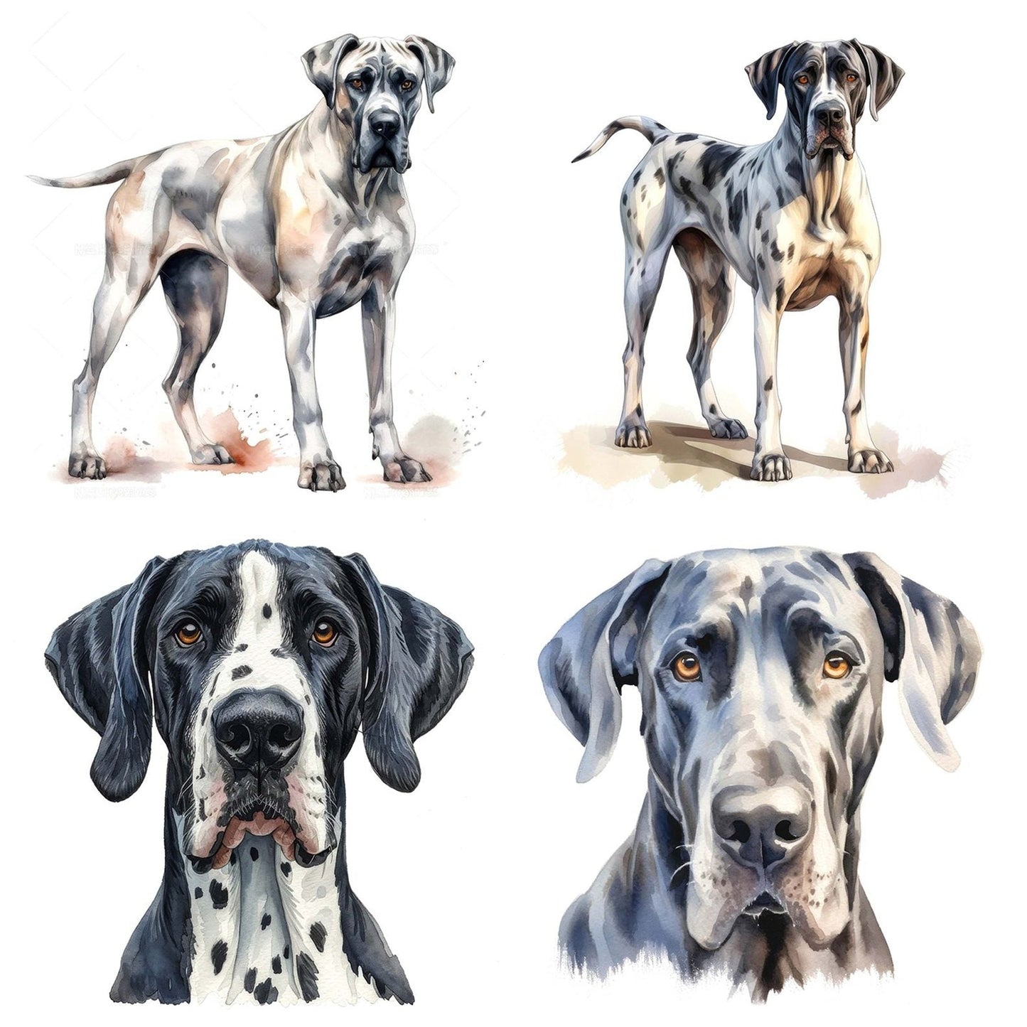 Watercolour Great Dane Clipart Set (DDD007150)
