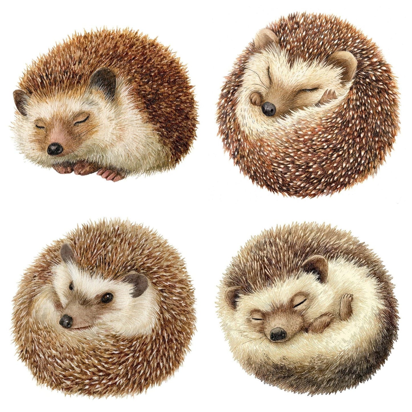 Watercolour Hedgehog Curl Clipart Set (DDD007169)