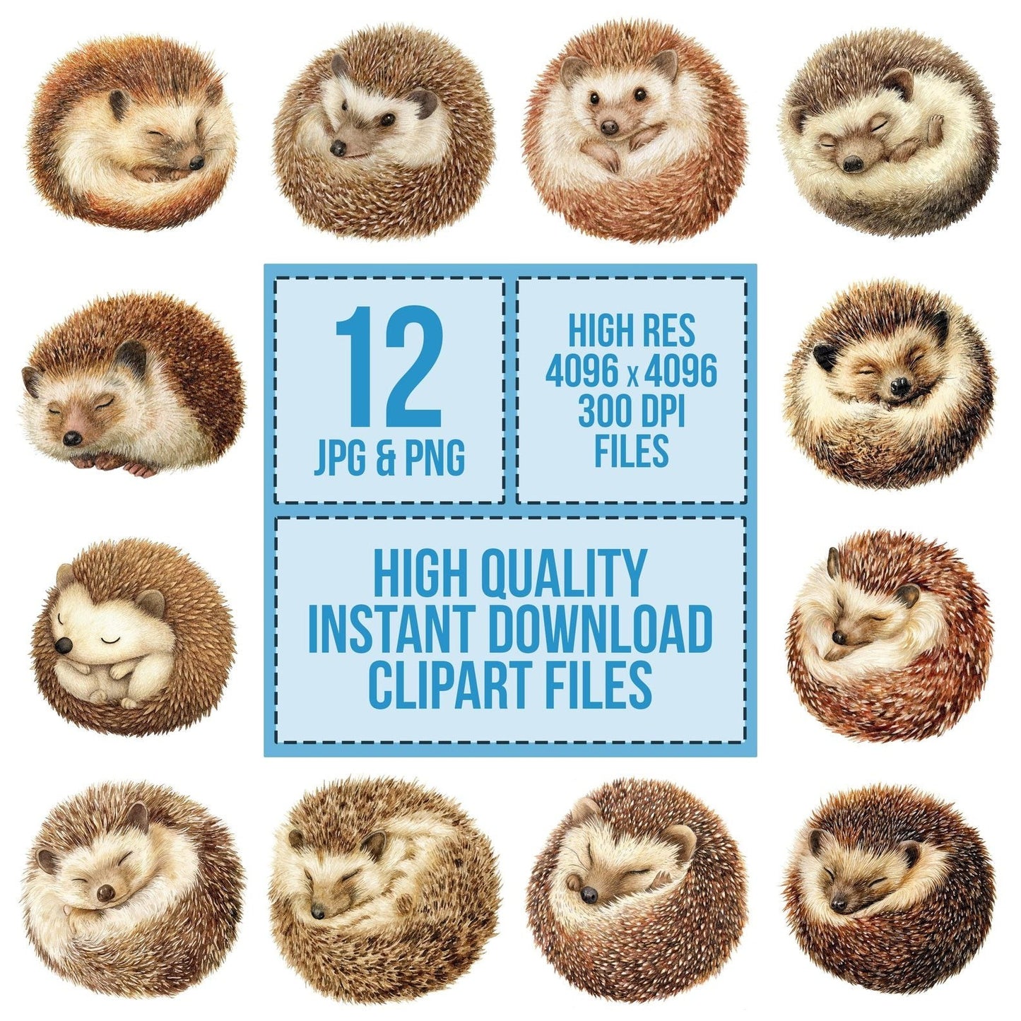Watercolour Hedgehog Curl Clipart Set (DDD007169)