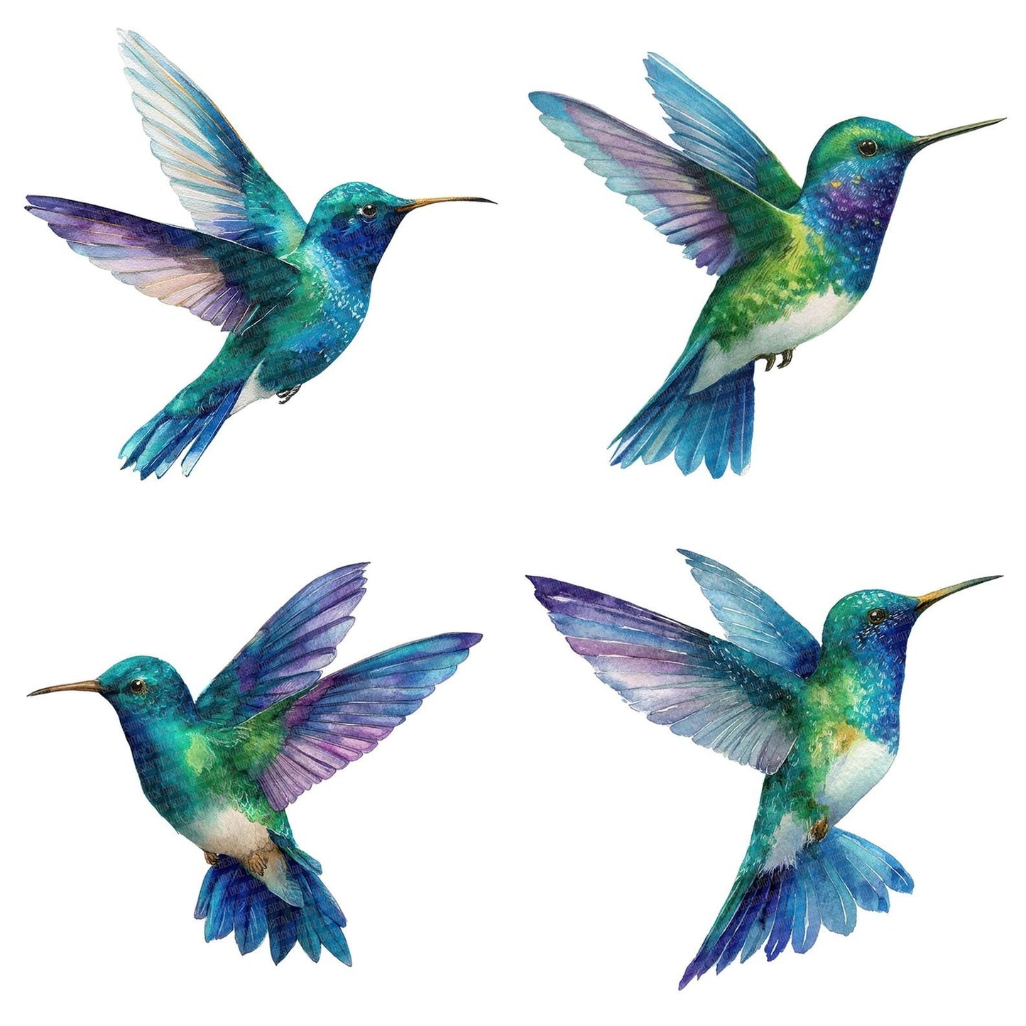 Watercolour Hummingbird Flight Clipart Set (DDD007177)