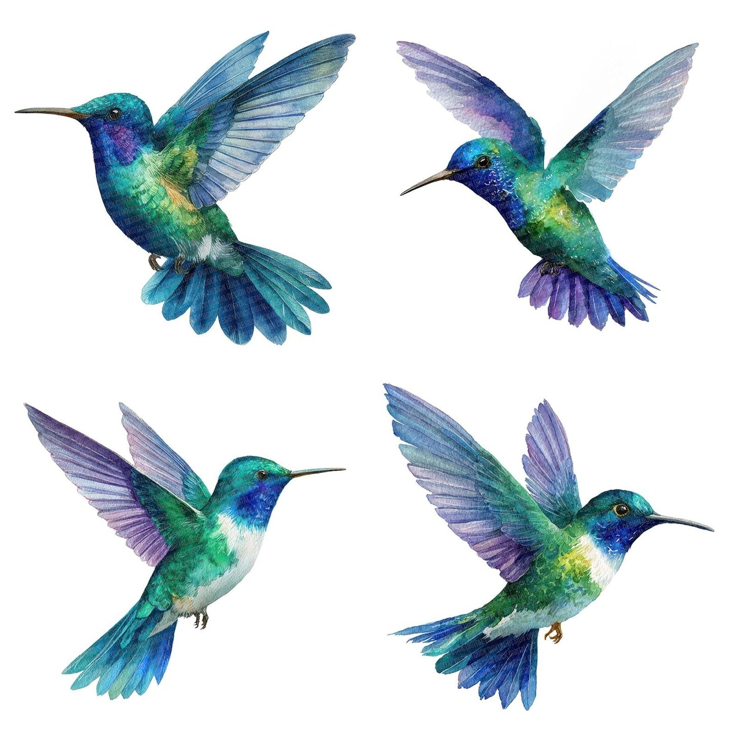 Watercolour Hummingbird Flight Clipart Set (DDD007177)