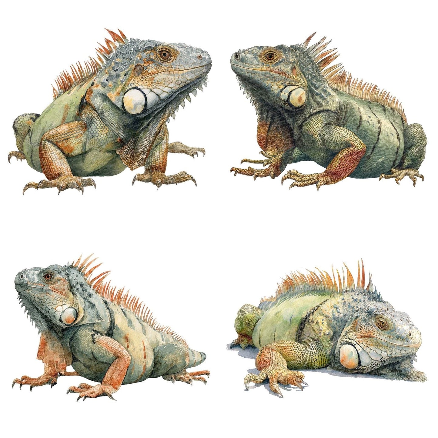 Watercolour Iguana Clipart Set (DDD007178)