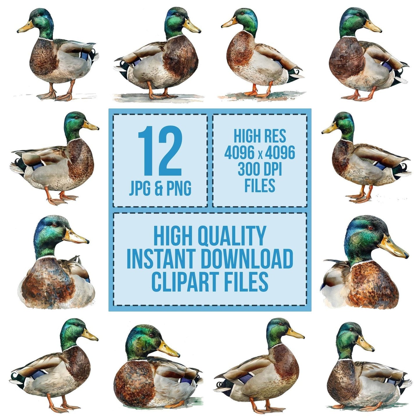 Watercolour Mallard Duck Clipart Set (DDD007207)