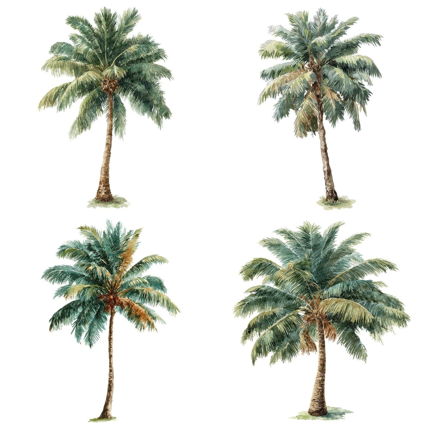 Watercolour Palm Tree Clipart Set (DDD007247)