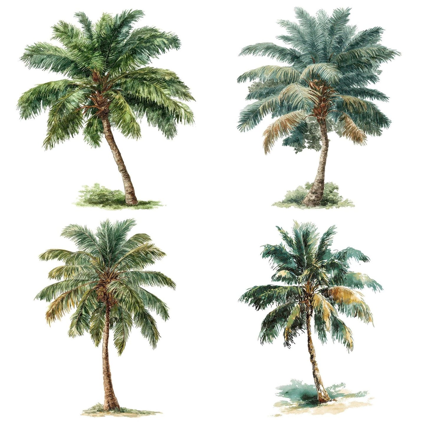 Watercolour Palm Tree Clipart Set (DDD007247)