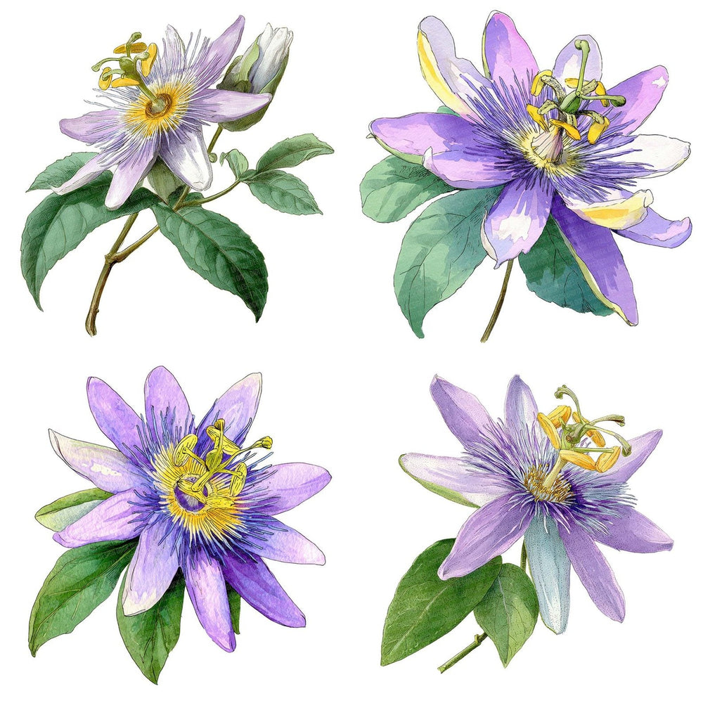 Four Watercolour Passionflower clipart designs from the set