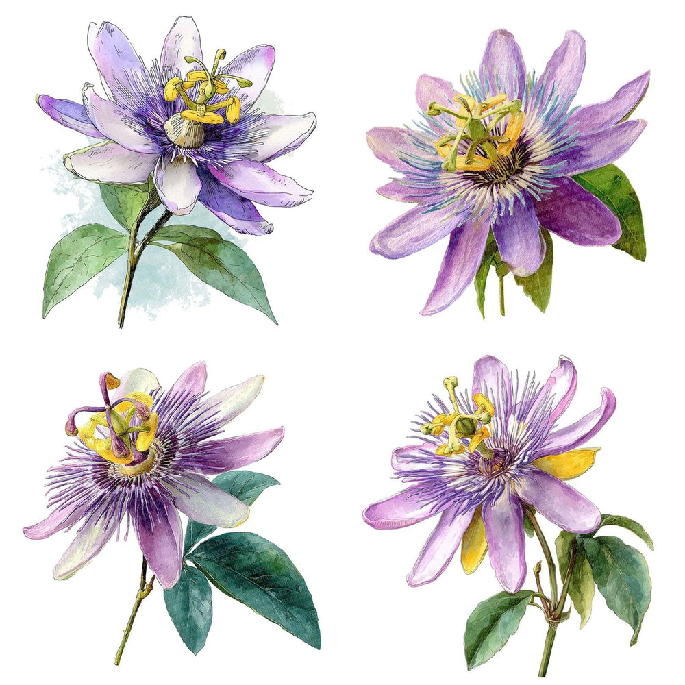 Four more Watercolour Passionflower clipart designs from the set