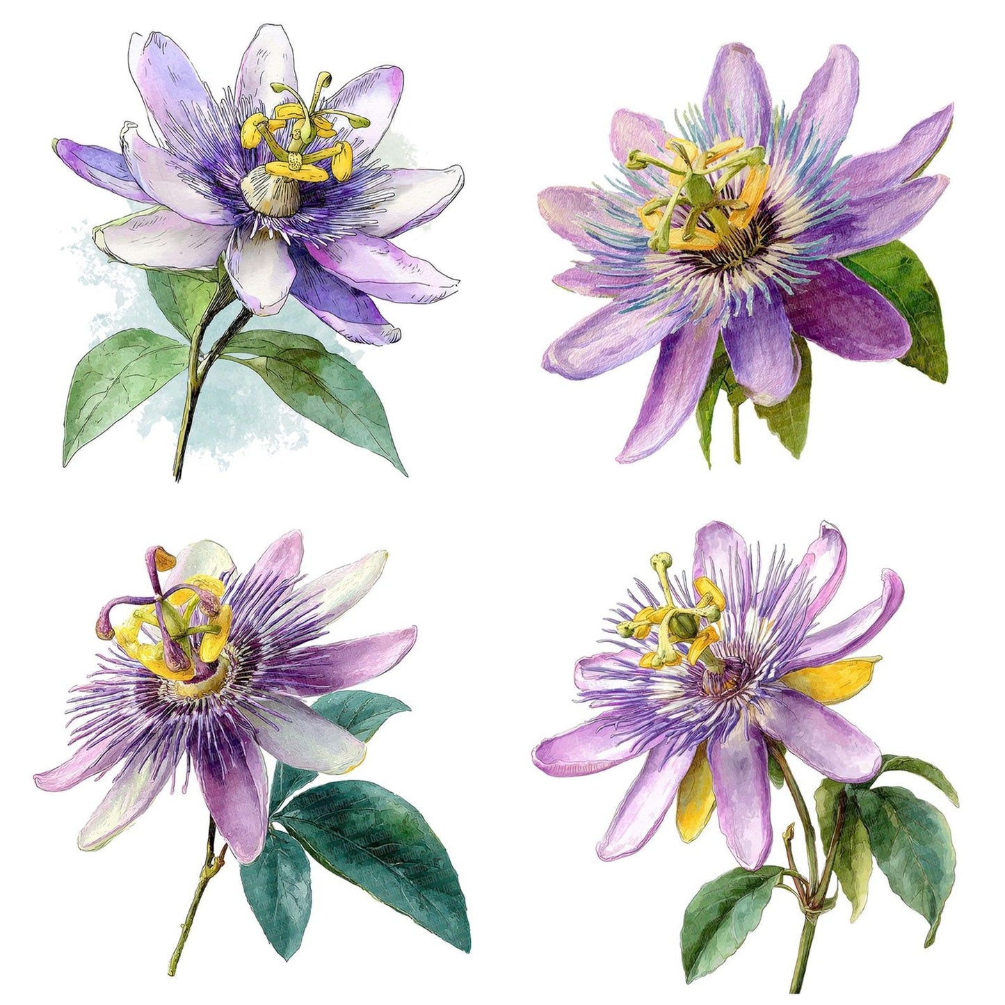 Watercolour Passionflower Clipart Set (DDD007253)