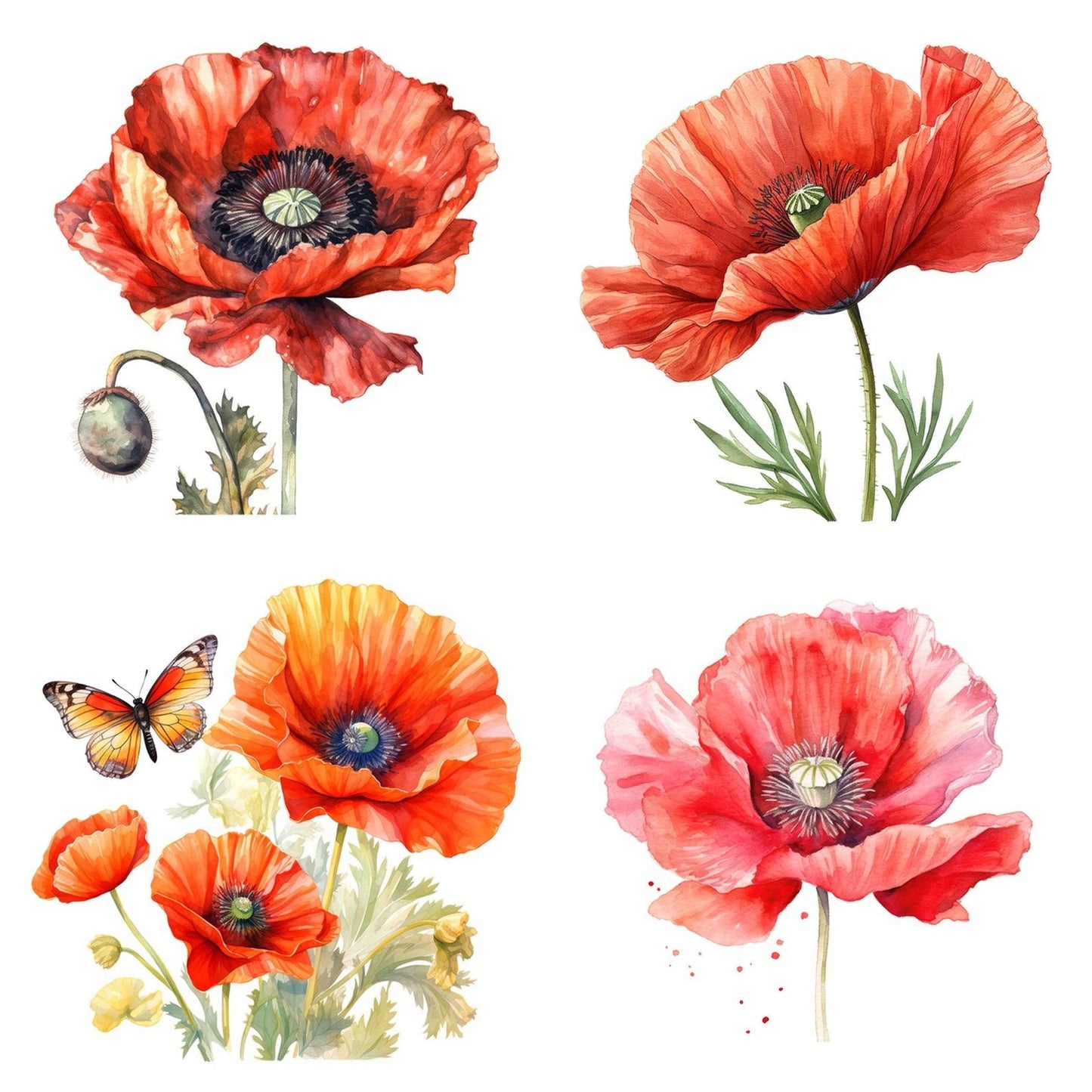 Watercolour Poppy Clipart Set (DDD007277)