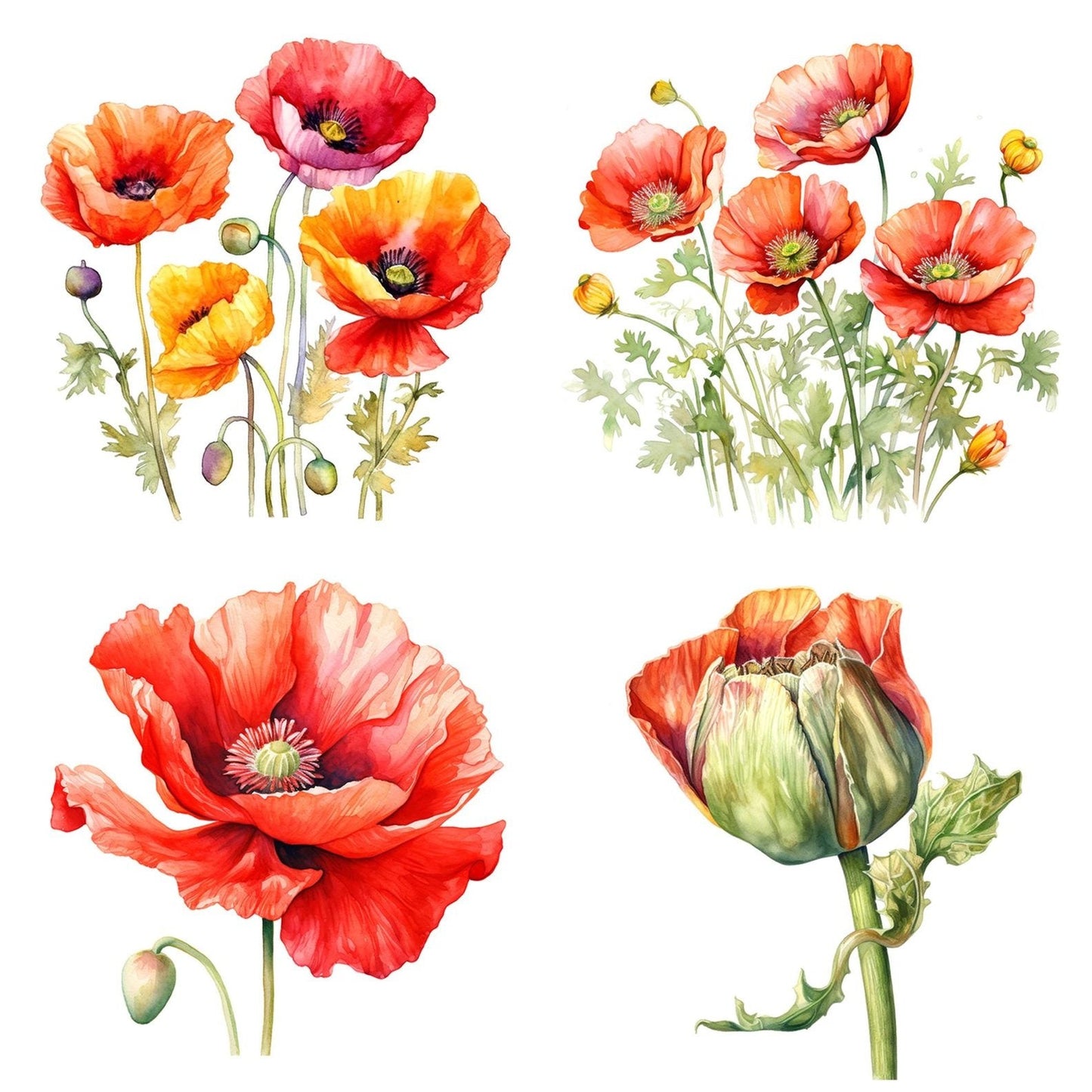 Watercolour Poppy Clipart Set (DDD007277)