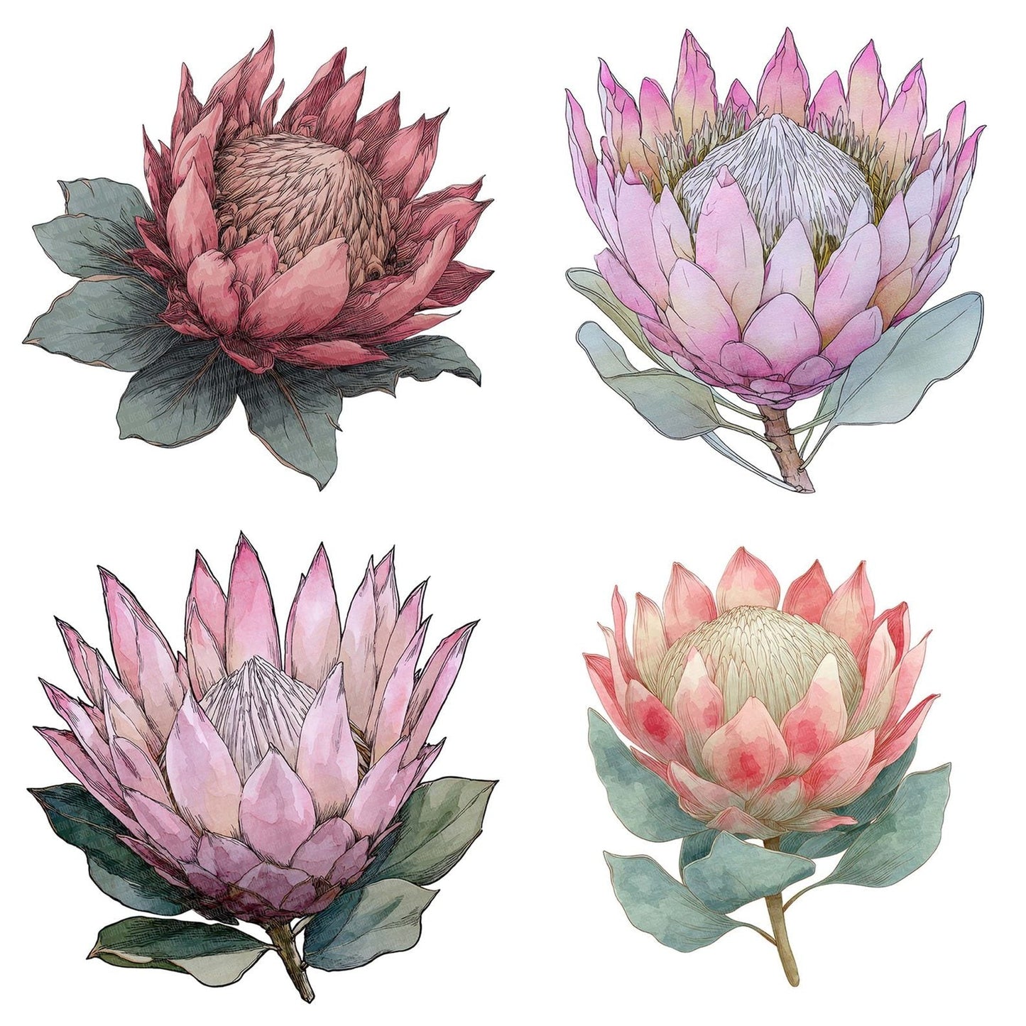 Watercolour Protea Flower Clipart Set (DDD007283)