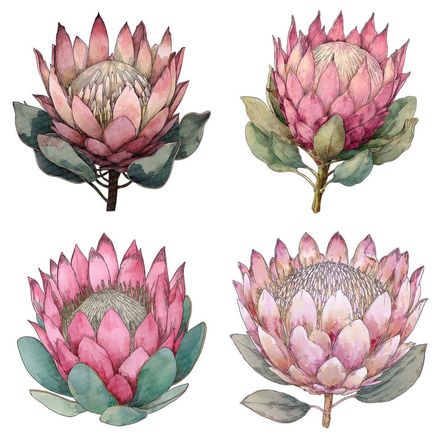 Watercolour Protea Flower Clipart Set (DDD007283)