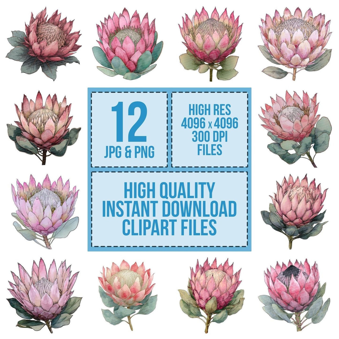 Watercolour Protea Flower Clipart Set (DDD007283)