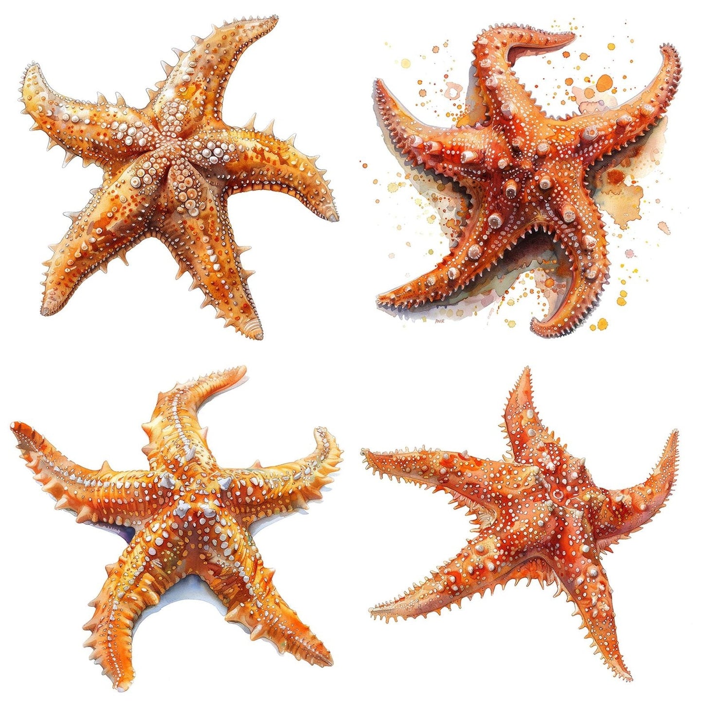 Watercolour Starfish Clipart Set (DDD007381)