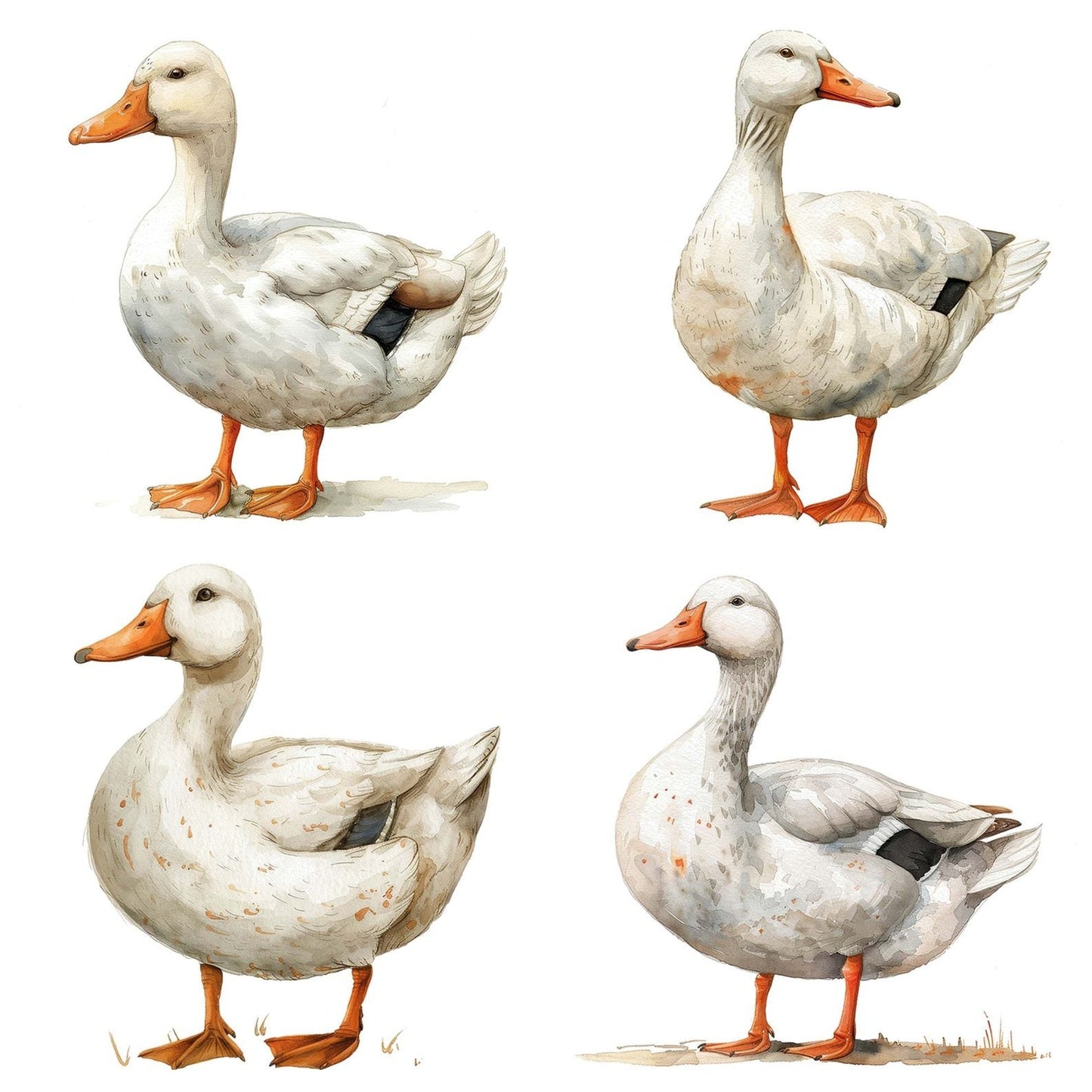 Watercolour White Duck Clipart Set (DDD007414)