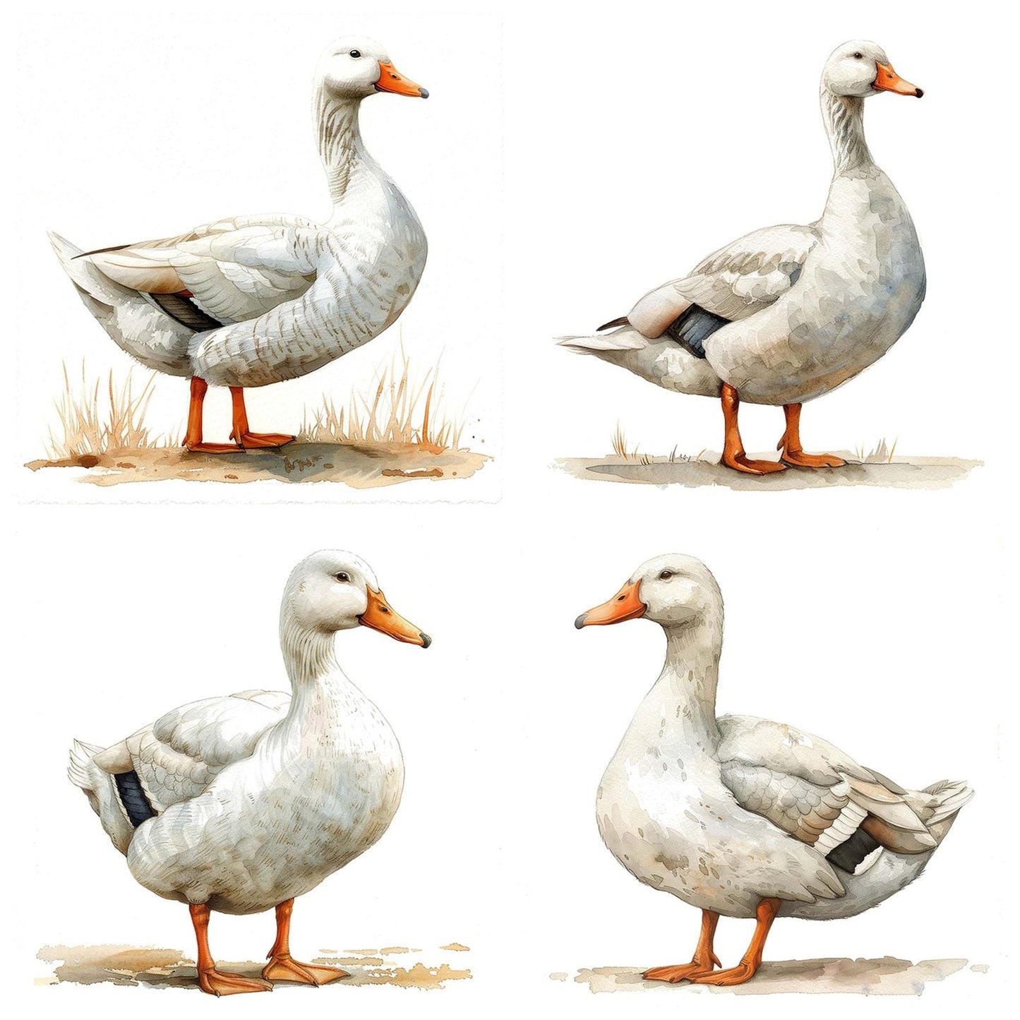 Watercolour White Duck Clipart Set (DDD007414)