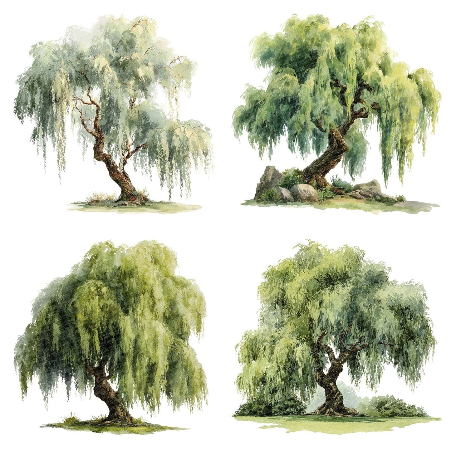 Watercolour Willow Tree Clipart Set (DDD007419)